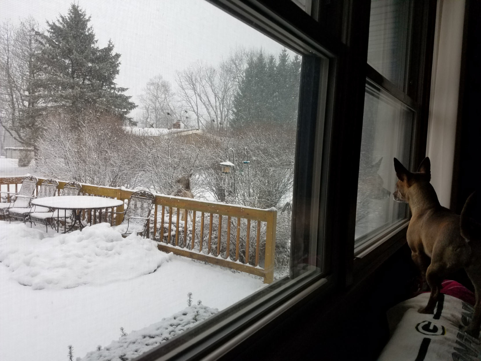 Deer at bird feeder